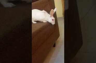 Cute animals video #shorts #animals #youtubeshorts #viral #viralvideo #fyp