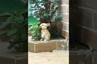 Cute [Rabbit] #shorts