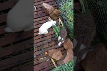 cute rabbit September 30, 2021