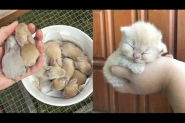 Cute baby animals Videos Compilation cute moment of the animals #6 Cutest Animals 2022
