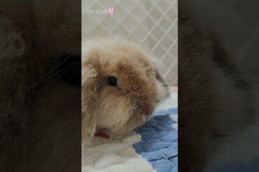 Super Cute Bunny Holland Lop Rabbit #shorts #bunny #rabbit