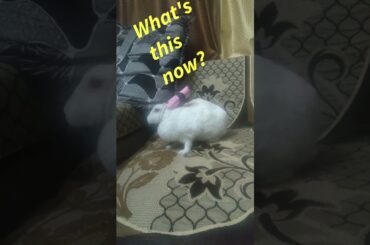 Cute bunny's reaction to hat #2