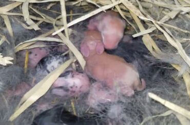 Cute Baby Rabbits in Nest Jumping and Making Squeaking Sounds