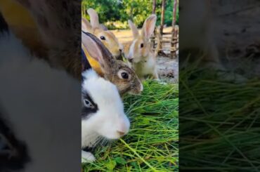 Cute Rabbit Video