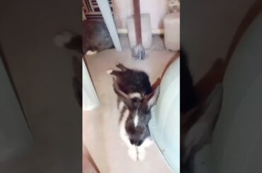 Cute baby bunny #shorts