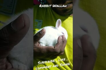 Babybunny ft apna Bana le #apnabanale  #babybunny #cutebaby #cute #sweet #frienship #rabbitwallah