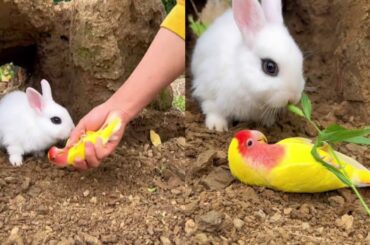 Cute Rabbit Golden Sun Original