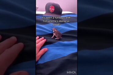 Adopting a baby rabbit attacked by a cat #rabbitfun2k #adopted #shorts #rabbit #adoptme