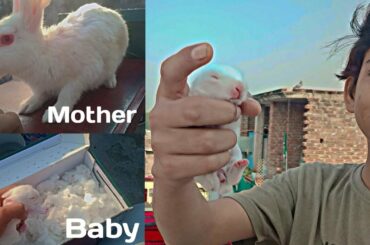Finally Rabbit Baby aa gya | pets vlog |