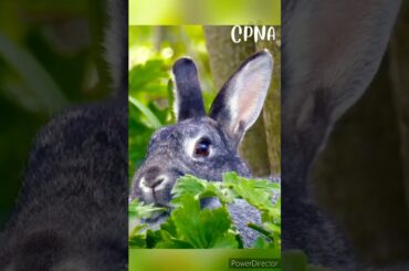 Cute Rabbit | Bunny #shorts #youtubeshorts #viral