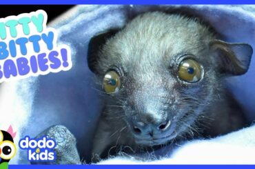 The Tiniest, Most Adorable Baby Animals Ever | 30 Minutes of Animal Videos | Dodo Kids