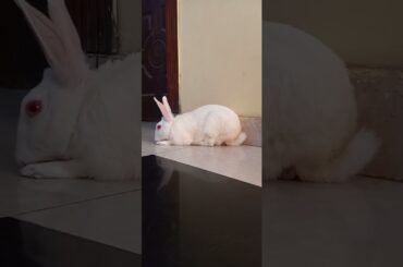 Cute animals video #shorts #animals #youtubeshorts #viral #viralvideo #fyp