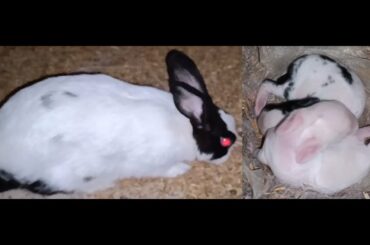 Rabbit (Bunny) with newborn babies - Cute Baby Bunnies #babybunny #rabbitbaby #animals #animallover