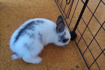 Cute Baby Rabbits Playing #pets #bunny