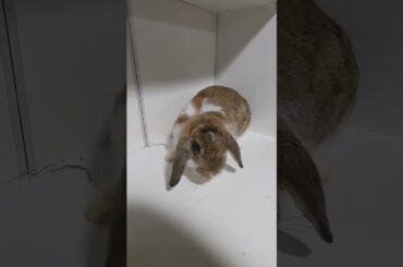Cute bunny.
