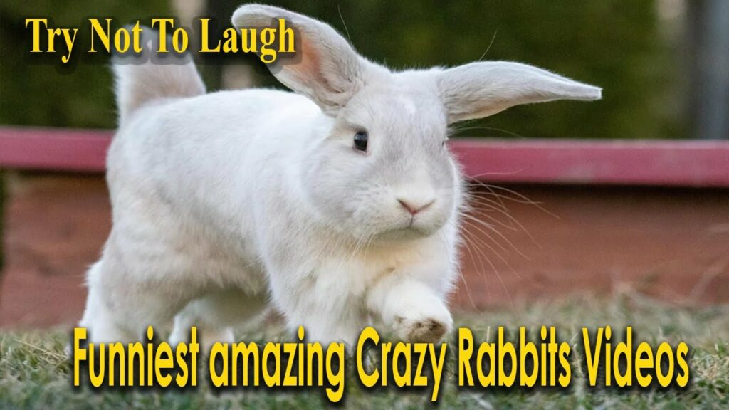 TRY NOT TO LAUGH . Weird Rabbits you've never seen before .ANIMALS FUNNIEST VIDEOS 2022