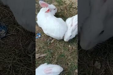 Cute rabbit|| rabbit video ||rabbit video ||#short #trending #viral @lover_sunny_1