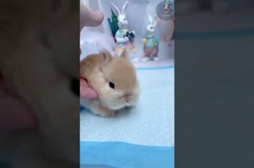 Baby Rabbit - Cute And Funny Rabbits Shorts Video #41 || Trixie Animal. #shorts