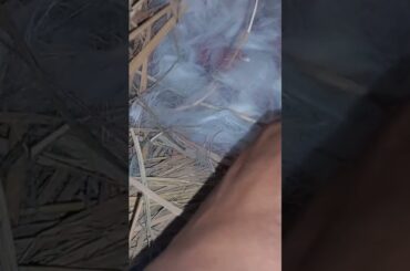 Cute Bunny Given Birth 6 Baby #shorts #youtubeshorts #cute