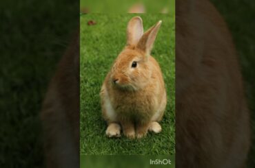 cute rabbit l cute animals l cute pets