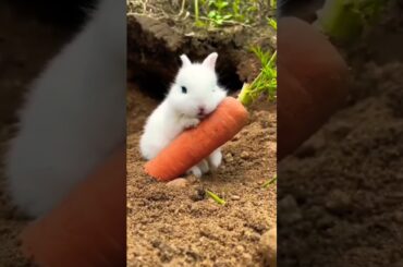 Funny and cute baby bunny Rabbit video - Baby animal video compilation #animallovers #rabbit #shorts