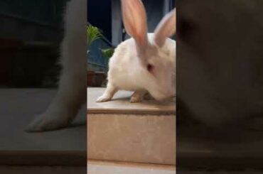 Cute animals video #shorts #animals #youtubeshorts #viral #viralvideo #fyp