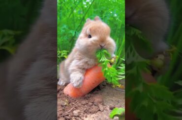 cute rabbit #shorts #cuterabbit #rabbit