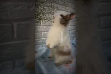 Cute Bunny Eating Strawberry | Cute Baby Bunny #Shorts