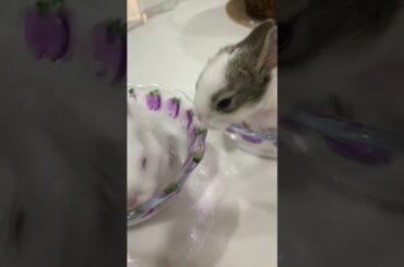 Are they cute?#rabbit #bunny #2022 #baby #cutest #beautifulbunny