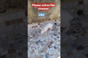 #sort #video #viral my## cute #rabbit
