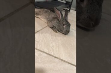 Cute bunny