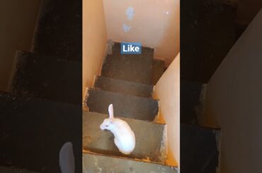 my cute#rabbit #sort #sort #video #
