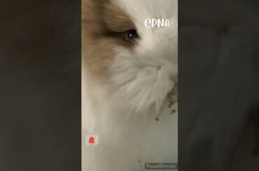 Cute Rabbit | Bunny #shorts #youtubeshorts #viral