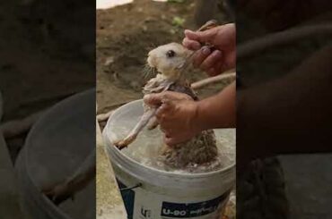 Great wash cute rabbit with water soap #shorts #shortsfeed #pets