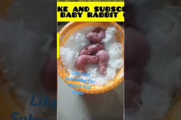 Cute Baby Rabbit