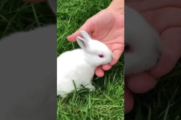 Cute bunny babies - 15 days old #shorts #rabbit