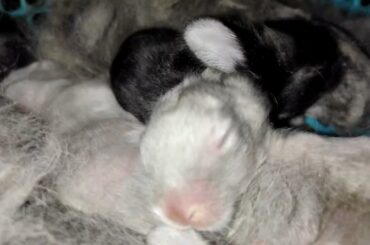 CUTE 15 DAYS BABY BUNNIES #rabbit #bunny #cutebunny