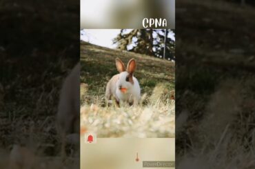 Cute Rabbit | Bunny #shorts #youtubeshorts #viral