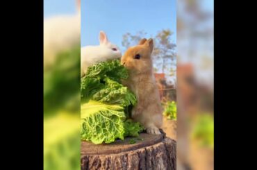Cute Rabbit #shorts #youtubeshorts