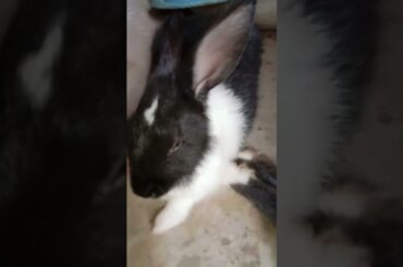 Cute baby bunny#shorts