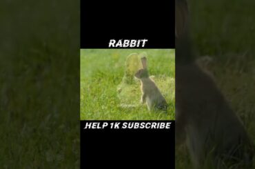 cute bunny #shorts #animals #rabbit #cute #wildlife