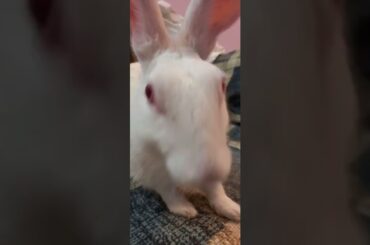 Cute animals video #shorts #animals #youtubeshorts #viral #viralvideo #fyp