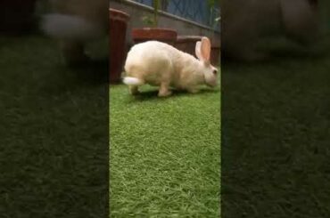 Cute animals video #shorts #animals #youtubeshorts #viral #viralvideo #fyp