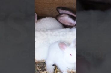 cute #rabbit #khorgosh #bunny @Asad & Pets