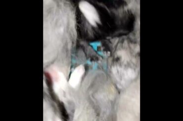 15 DAYS OLD BABY BUNNIES #rabbit #bunny #cute #shorts #short