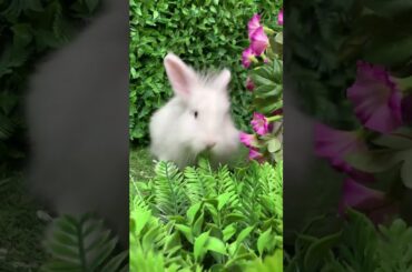 Cute Rabbit in the Garden #shorts #troomzoo #rabbithouse