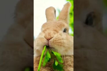 cute rabbit eating#viral#rabbit#shorts#shortvideo#viralvideo#viralshorts#animal#eating#rabbitfood