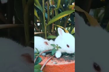 cute rabbit playing#short#shorts#ani shorts kp | ANI SHORTS KP