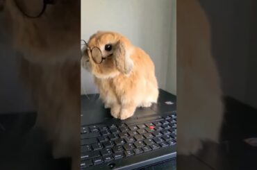 Cute Bunny CloseUp #shorts #youtubeshorts #pets