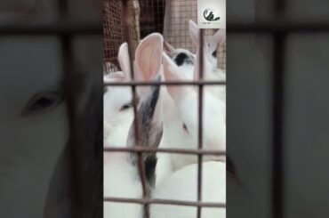 cute Rabbit @The Pet Jungle  #pet #bunny #rabbit #rabbitlover #animal #cuteanimals #bunnylover
